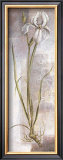 Buy Iris at AllPosters.com