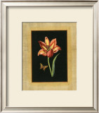 Tulip in Frame II