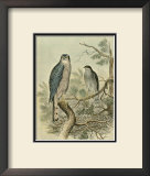 Sparrow Hawk