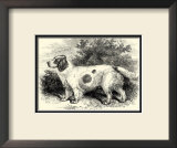 Clumber Spaniel
