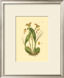 Buy Orchids IV at AllPosters.com