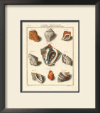 Conchylien Cabinet I