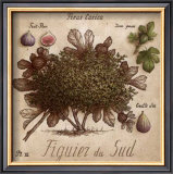 Figuier du Sud