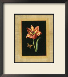 Tulip in Frame II