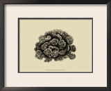 Buy Coral on Khaki I at AllPosters.com