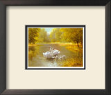 Buy Schwane at AllPosters.com