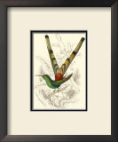 Jardine Hummingbird II