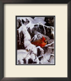 Winter Refuge
