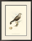 Meyer's Hawk II