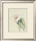 Buy Calla Lily II at AllPosters.com