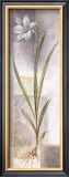 Buy Lilium at AllPosters.com