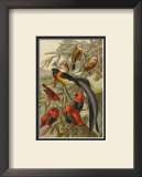 Weaver Birds