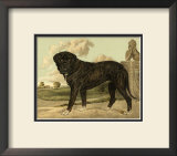 Mastiff