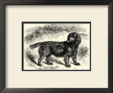 Sussex Spaniel