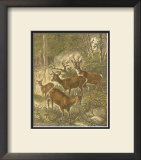 Buy Small Roe Deer at AllPosters.com