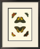 Buy Cramer Butterfly Study I at AllPosters.com
