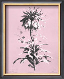 Dussurgey Imperiale on Pink