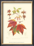 Buy Red Maple at AllPosters.com