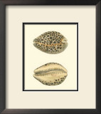 Buy Leopard Cowry Shells at AllPosters.com