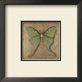 Luna Moth