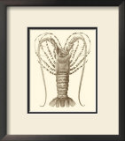 Sepia Lobster I