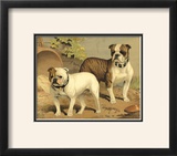 Buy Bull Dogs at AllPosters.com