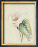 Buy Calla Lily II at AllPosters.com