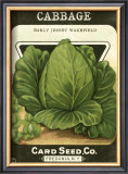 Buy Cabbage at AllPosters.com