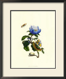 Garden Treasures VII