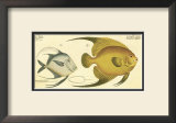 Buy Silver Fish at AllPosters.com
