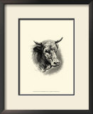 Buy Antique Cattle II at AllPosters.com