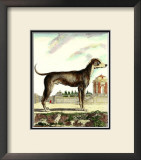 Buy Great Dane at AllPosters.com