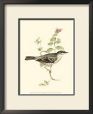 Barred Warbler