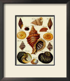 Conchylien Cabinet III