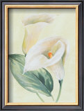 Buy Calla Lily I at AllPosters.com