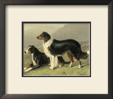 Sheep Dogs