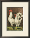 Buy Roosters VI at AllPosters.com