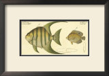 Buy Pen Fish at AllPosters.com
