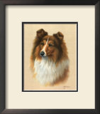 Sheltie