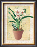 Buy Potted Cymbidium at AllPosters.com