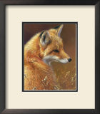 Curious: Red Fox