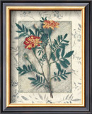 Buy Calendula at AllPosters.com