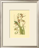 Buy Orchids III at AllPosters.com