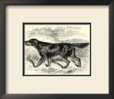 Gordon Setter