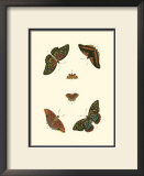 Buy Cramer Butterfly Study II at AllPosters.com