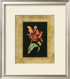 Tulip in Frame IV