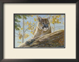 Front Range Cougar