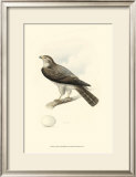 Meyer's Hawk I