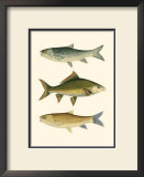 Buy Antique Fish I at AllPosters.com