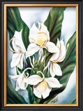 Buy White Ginger at AllPosters.com
